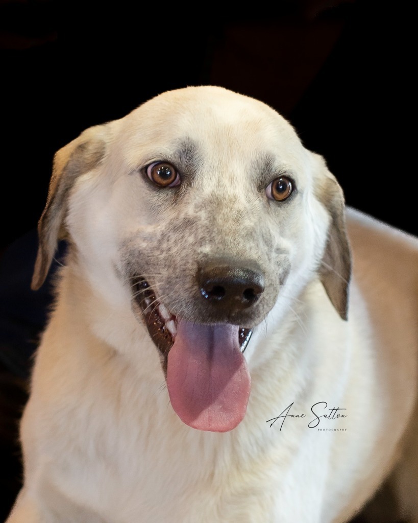 Hazel, an adoptable Mixed Breed in Hot Springs, SD, 57747 | Photo Image 1