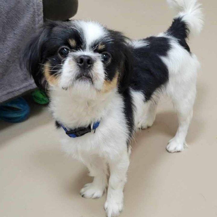 Japanese chin hot sale pekingese mix