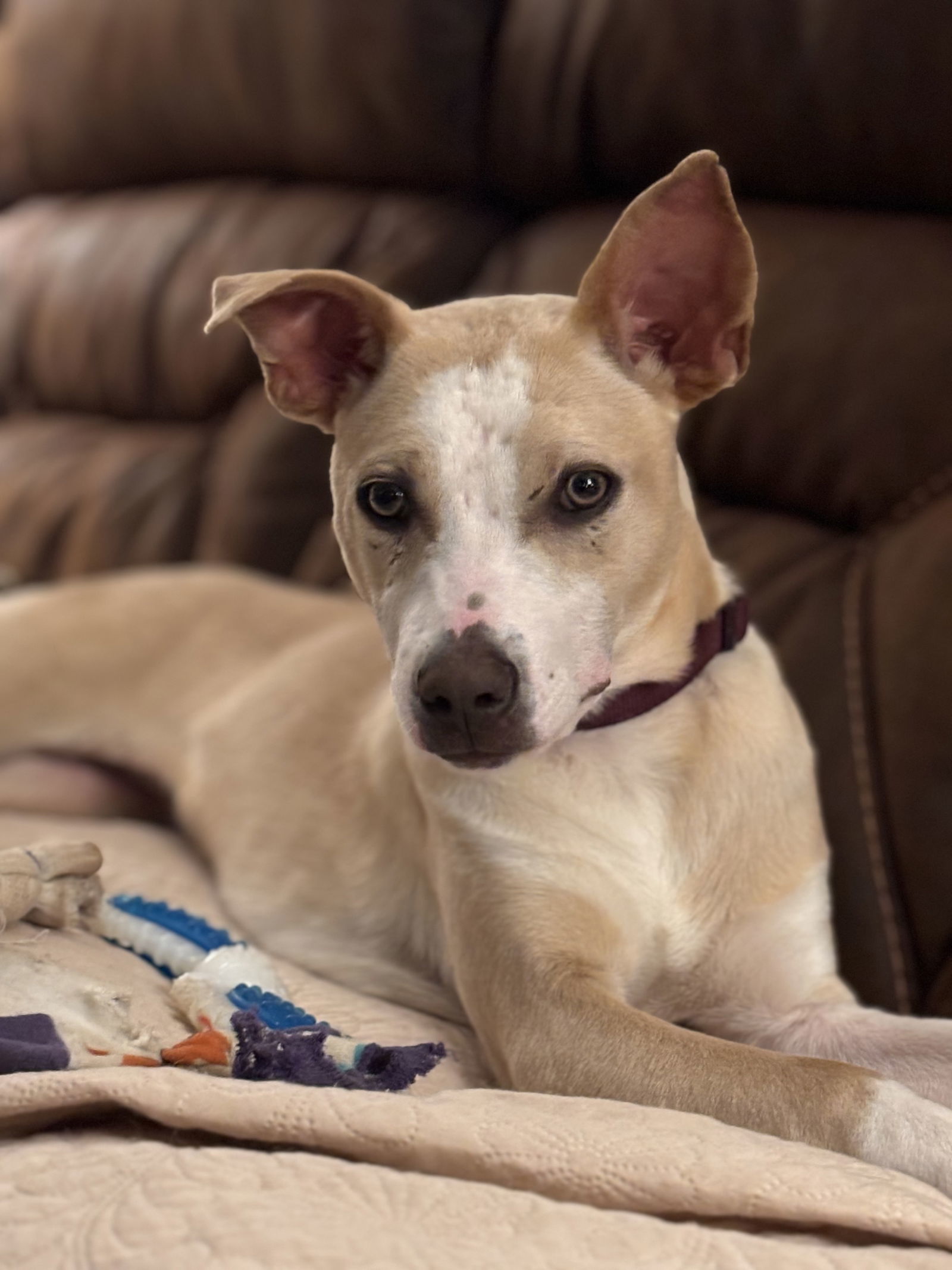 Chihuahua best sale catahoula mix