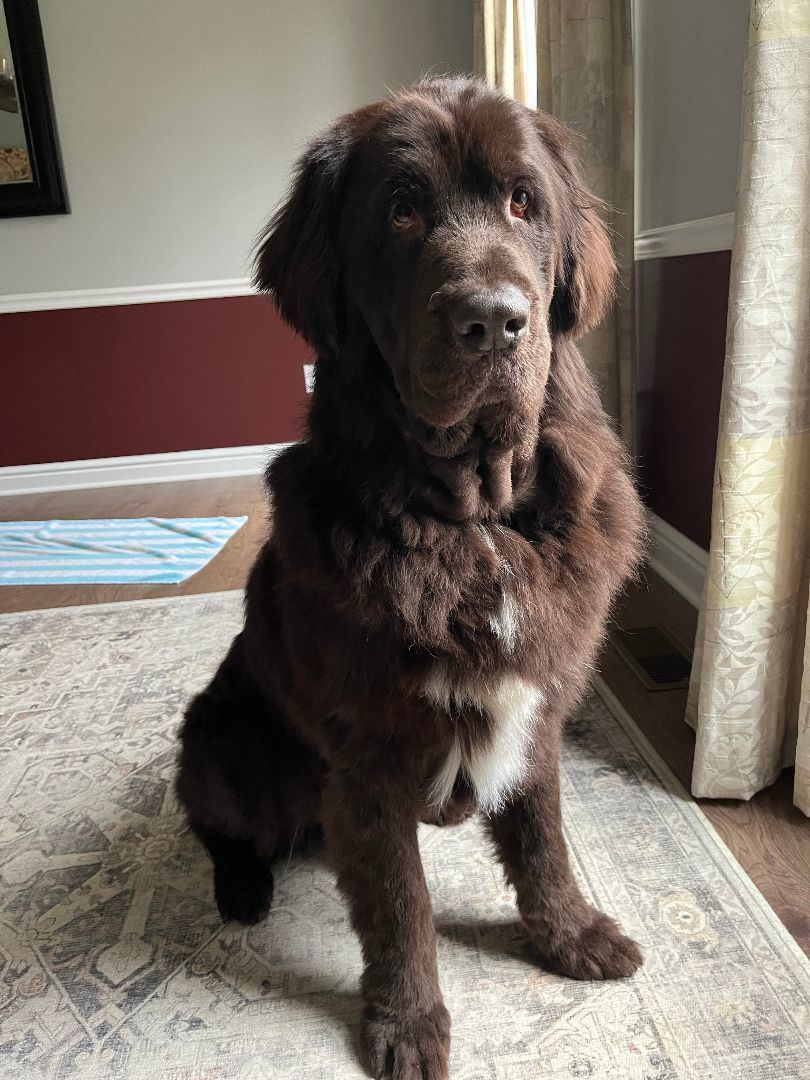 Newfoundland rescue best sale dogs for adoption