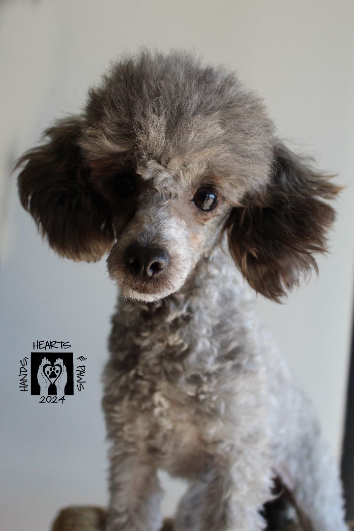 Petfinder shop miniature poodle