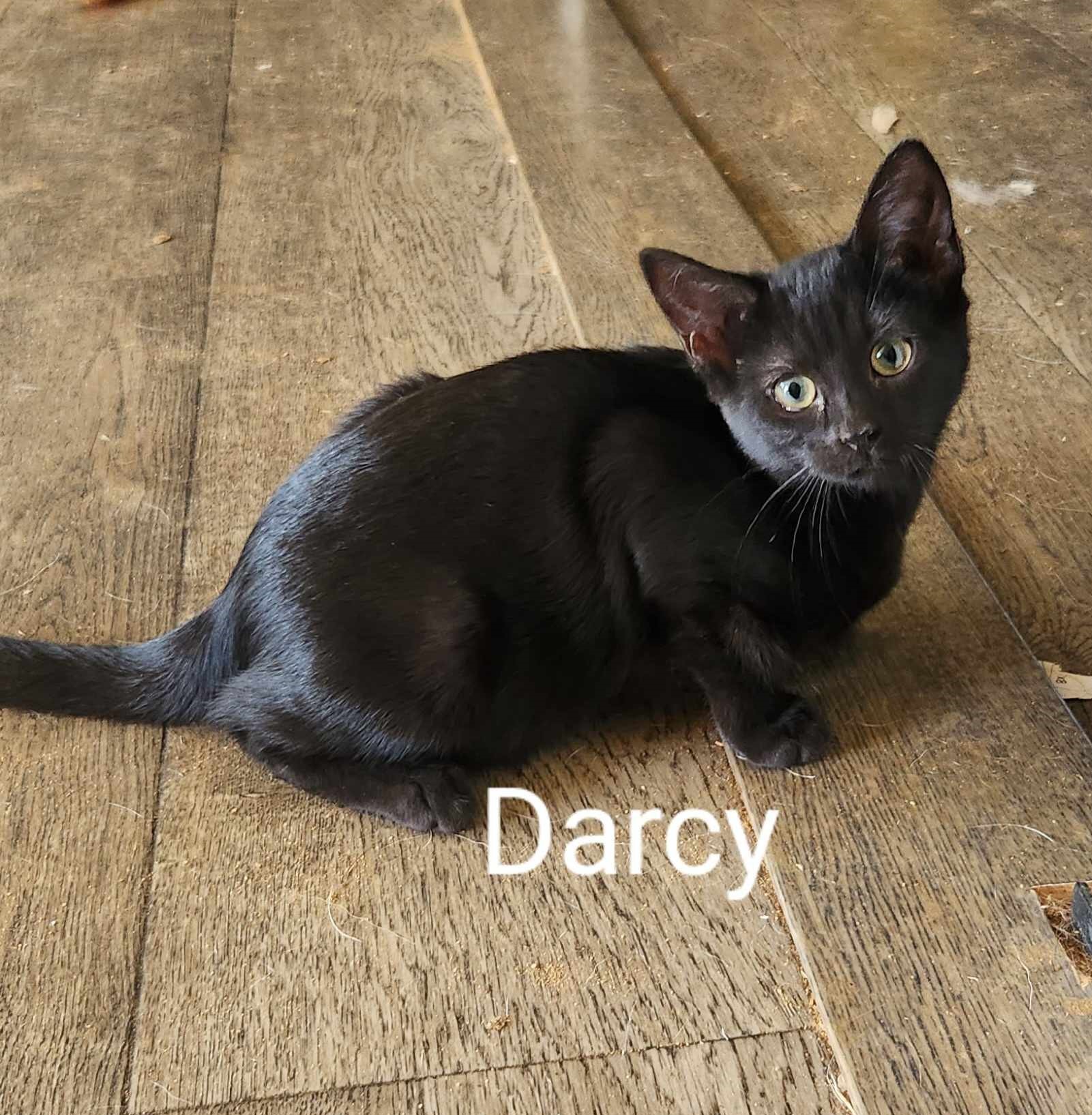 Darcy, an adoptable Domestic Short Hair in Randolph, AL, 36792 | Photo Image 1