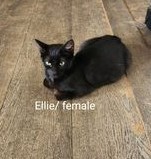 Ellie, an adoptable Domestic Medium Hair in Randolph, AL, 36792 | Photo Image 1