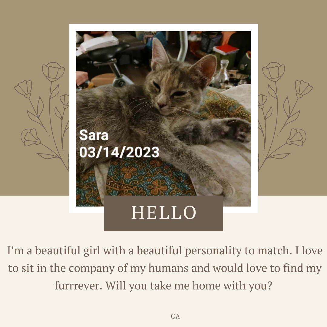 Sarah, an adoptable Domestic Short Hair in Randolph, AL, 36792 | Photo Image 6