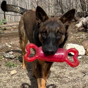 Indiana Bones is a male six month old German Shepard mix He is a goofy playful dog and likes other