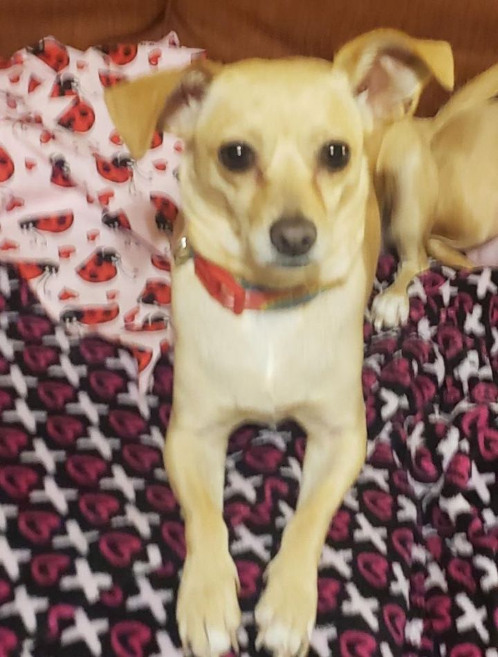 Dog for adoption Ruthine OR12257 Thw a Chihuahua Jack Russell