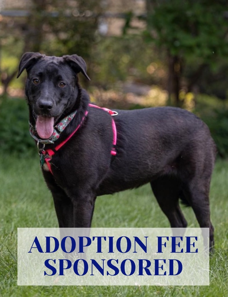 Pammy, an adoptable Labrador Retriever, Shepherd in Savage, MN, 55378 | Photo Image 1