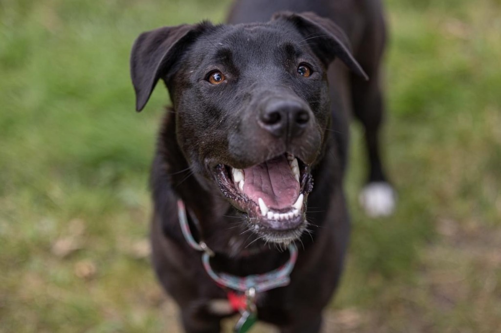 Pammy, an adoptable Labrador Retriever, Shepherd in Savage, MN, 55378 | Photo Image 2