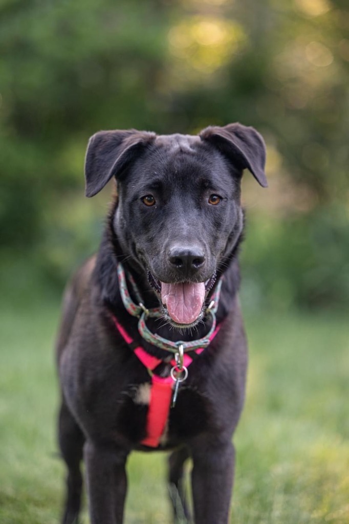 Pammy, an adoptable Labrador Retriever, Shepherd in Savage, MN, 55378 | Photo Image 3