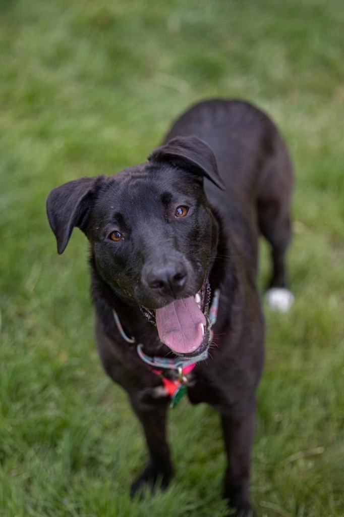 Pammy, an adoptable Labrador Retriever, Shepherd in Savage, MN, 55378 | Photo Image 4