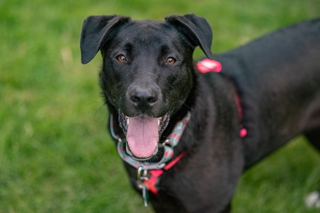 Pammy, an adoptable Labrador Retriever, Shepherd in Savage, MN, 55378 | Photo Image 5