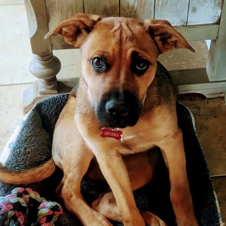 Truffle, an adoptable Black Mouth Cur Mix in Anza, CA_image-2