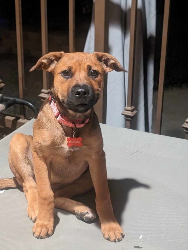 Truffle, an adoptable Black Mouth Cur Mix in Anza, CA_image-3