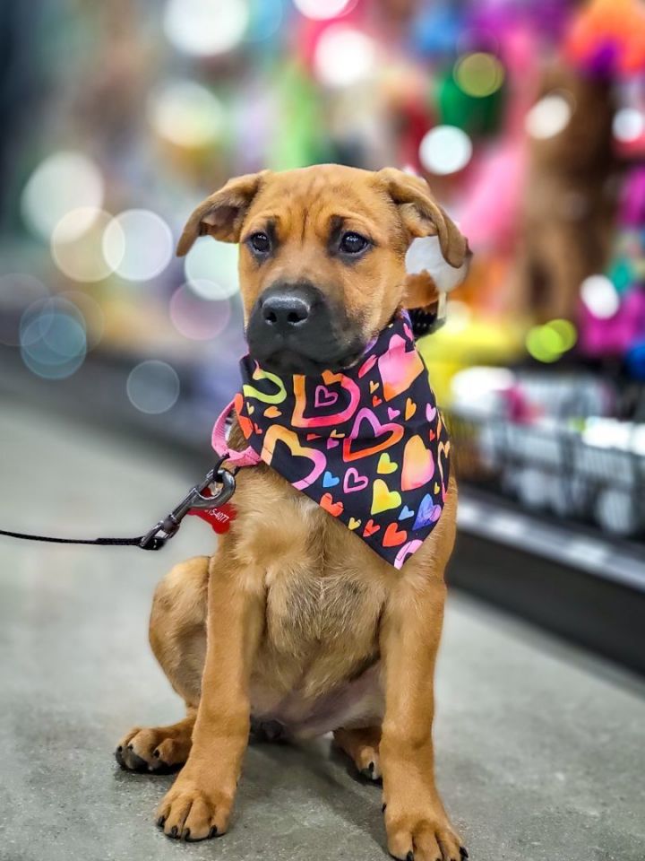 Truffle, an adoptable Black Mouth Cur Mix in Anza, CA_image-6