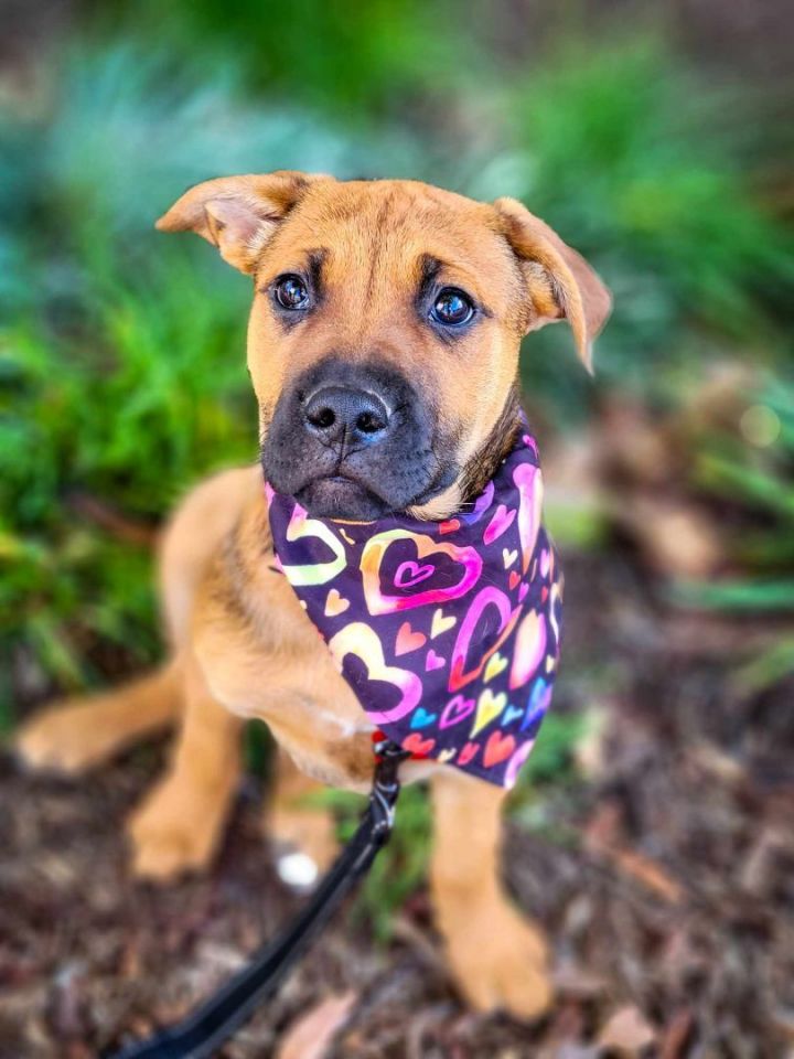 Truffle, an adoptable Black Mouth Cur Mix in Anza, CA_image-1