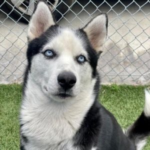 Arthas is a calm and well-mannered Husky mix He knows sit and is food motivated which is great f