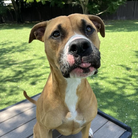 Sunkist Aka Cali 4
