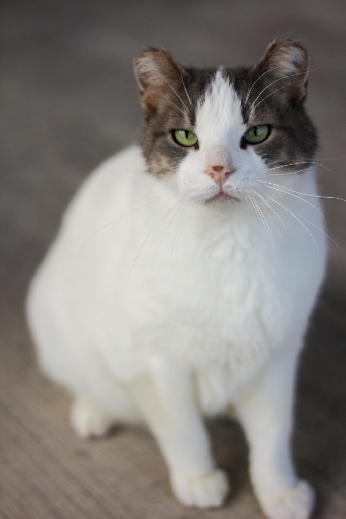 Statton, an adoptable Domestic Short Hair in Ashland, WI, 54806 | Photo Image 1