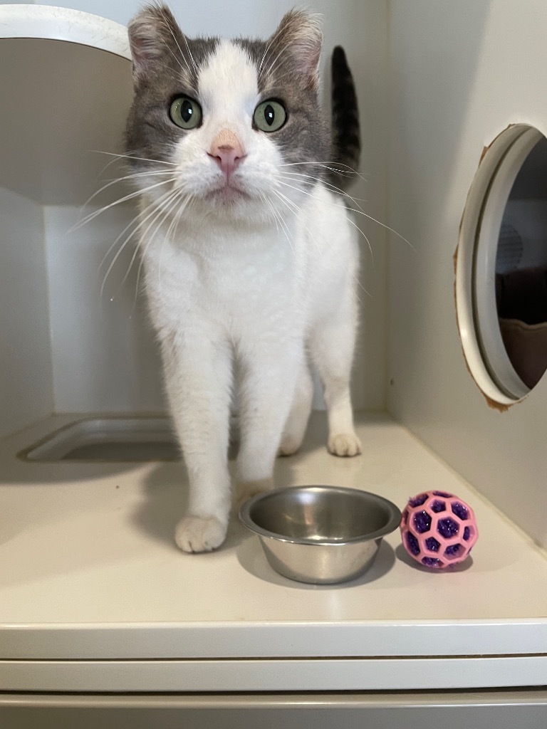 Statton, an adoptable Domestic Short Hair in Ashland, WI, 54806 | Photo Image 2