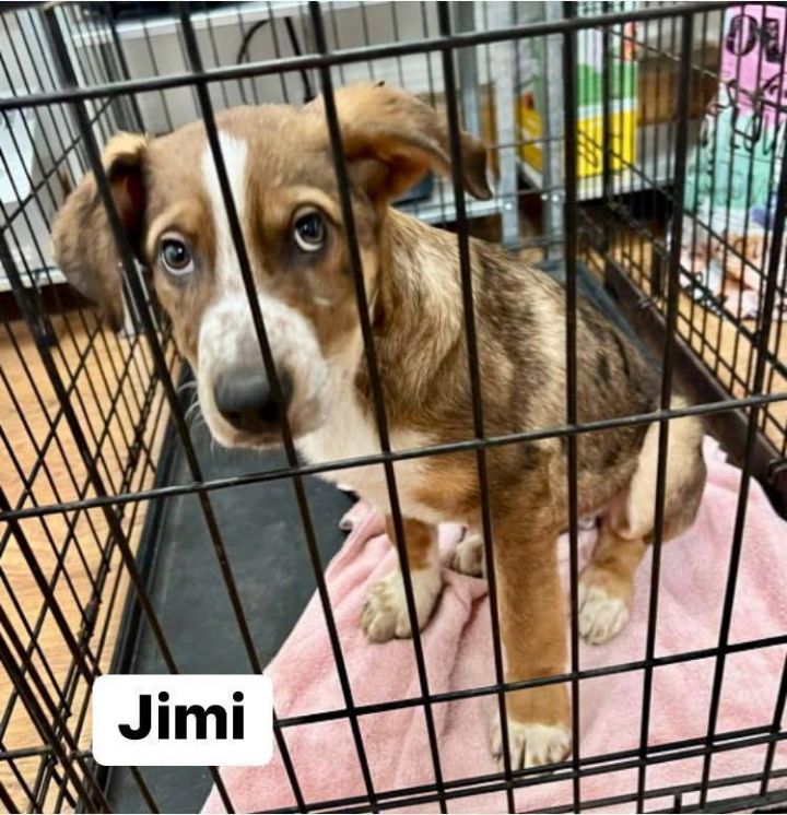Jimi, an adopted Shepherd Mix in Yorktown, VA_image-2