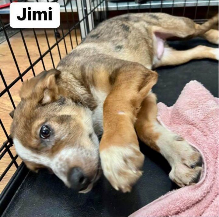 Jimi, an adopted Shepherd Mix in Yorktown, VA_image-1