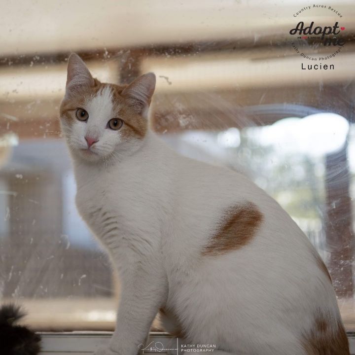 Lucien, an adoptable Domestic Short Hair in Manchester, MO_image-5