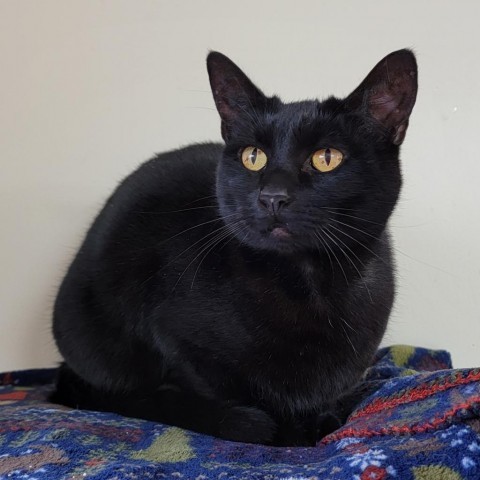 Gracie, an adoptable Domestic Short Hair in Coos Bay, OR, 97420 | Photo Image 4