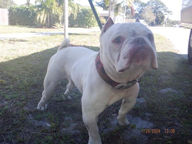 BARTOK, an adoptable English Bulldog in Miami, FL_image-1