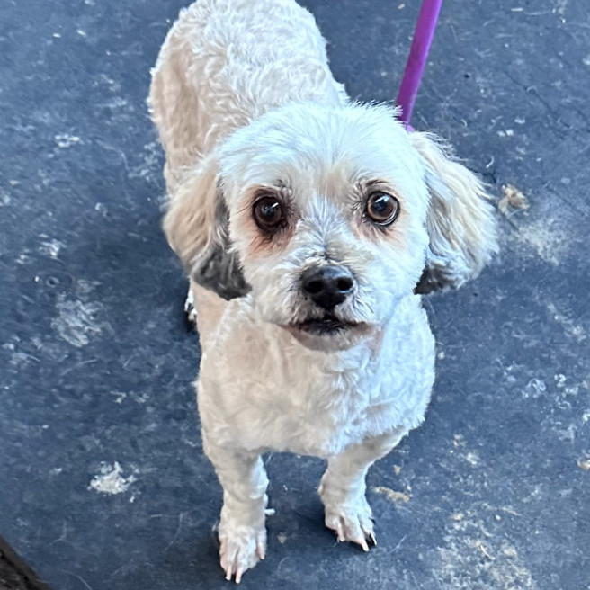 Petfinder store poodle mix