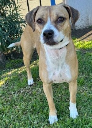 RUBY American Staffordshire Terrier Boxer mix Spayed Female 25 Years Old 35 Pounds RUBY is a