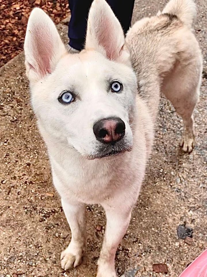 Malfoy- #42363, an adoptable Siberian Husky in Columbia, MD_image-2