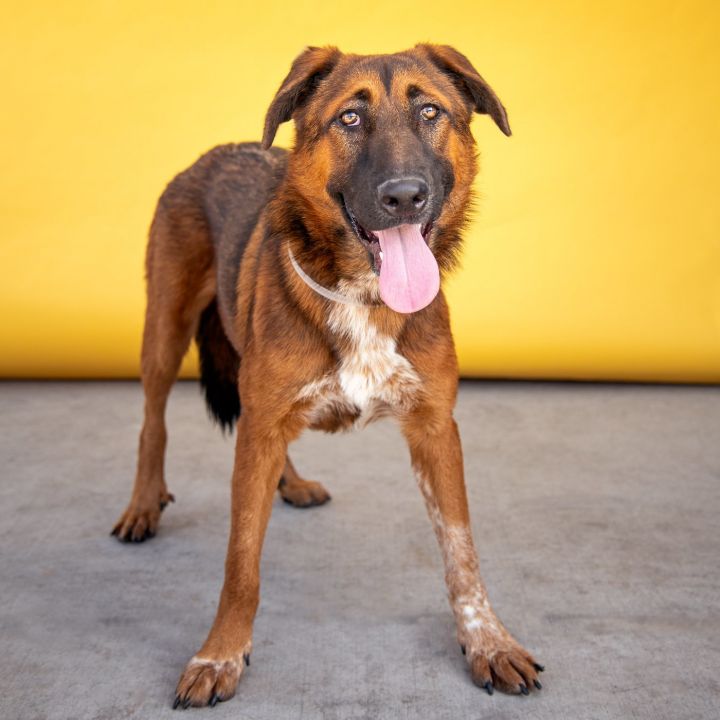 BEBE, an adoptable German Shepherd Dog Mix in Pasadena, CA_image-1