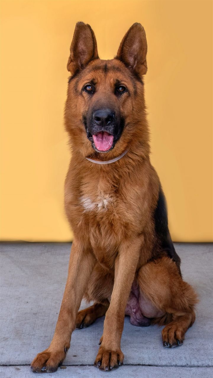 ROYAL, an adoptable German Shepherd Dog in Pasadena, CA_image-1