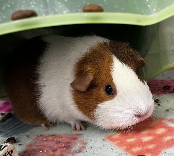 Foster guinea store pigs near me