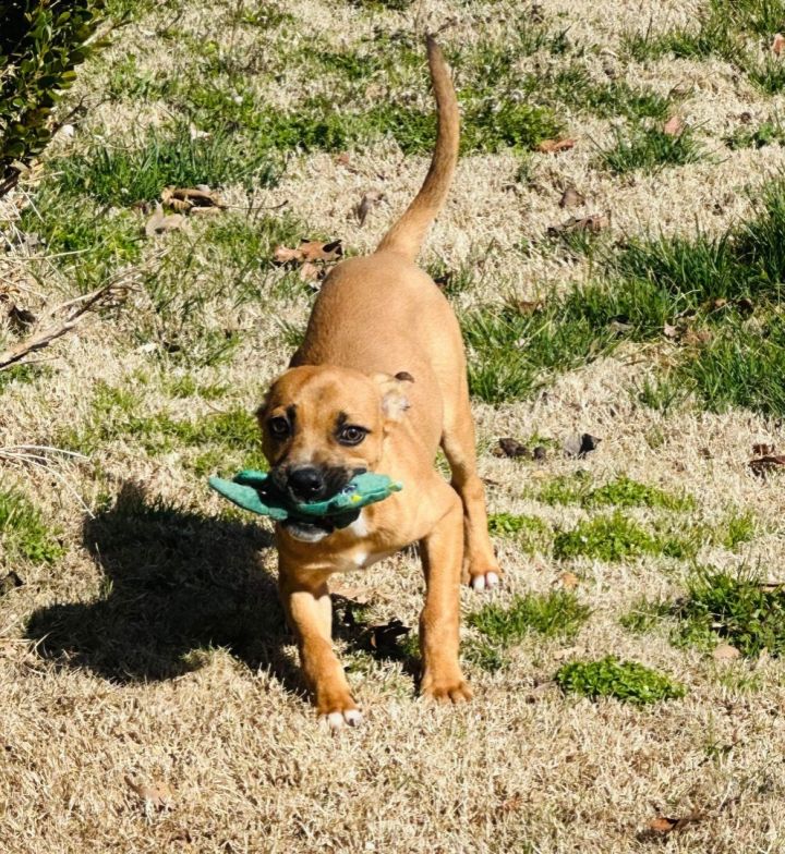 Mojave , an adoptable Mixed Breed in Hopkinsville, KY_image-6