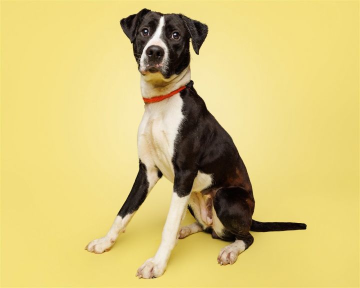 Do-si-do, an adoptable Mixed Breed in Durham, NC_image-1