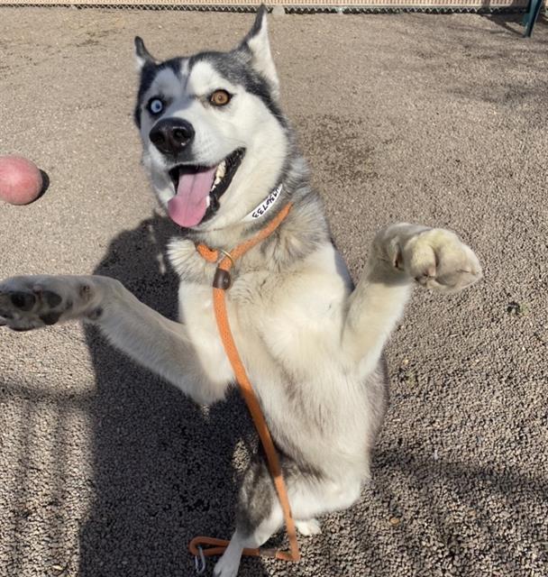 Dog for adoption - BLUE CHEESE, a Siberian Husky Mix in Phoenix, AZ ...