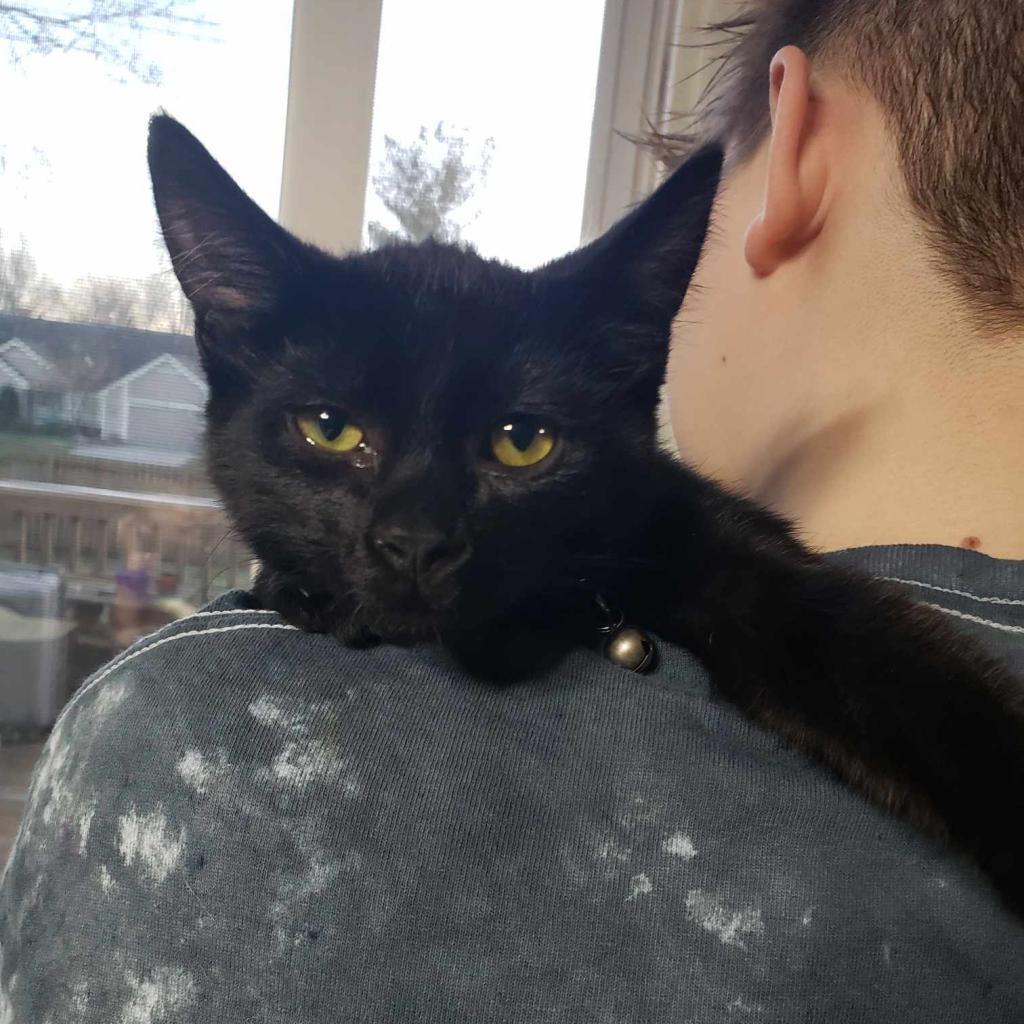 Draugr, an adoptable Domestic Short Hair in Greenwood, MO, 64034 | Photo Image 1