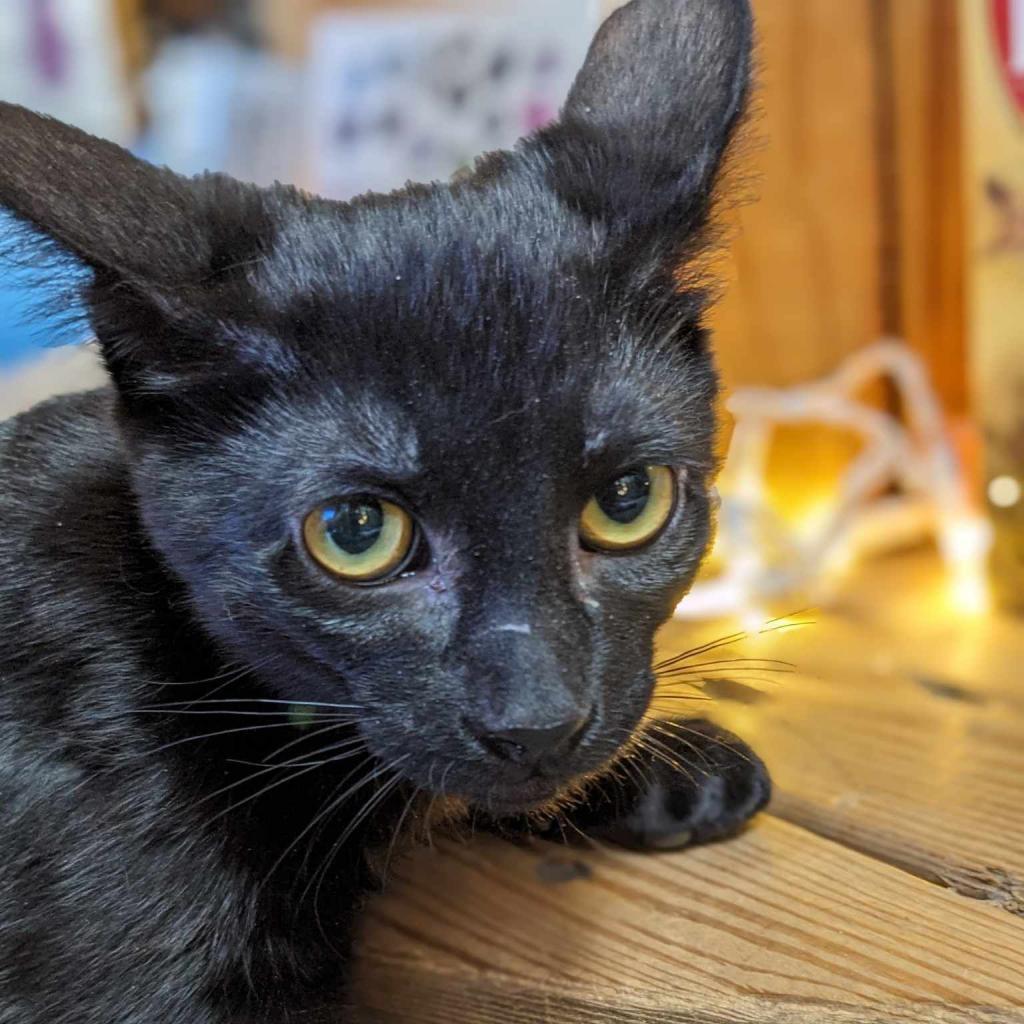 Draugr, an adoptable Domestic Short Hair in Greenwood, MO, 64034 | Photo Image 2