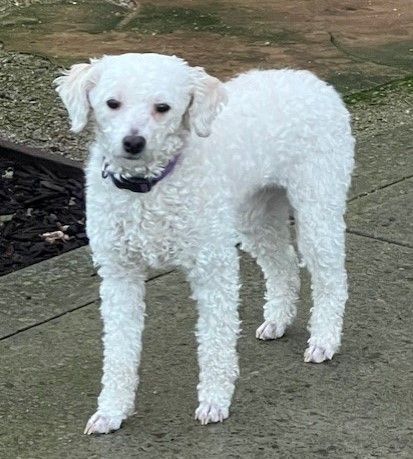 Petfinder poodle sale mix