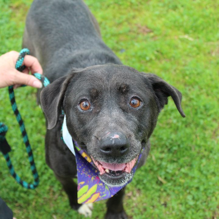 Victoria, an adoptable Mixed Breed in Scott, LA, 70583 | Photo Image 1