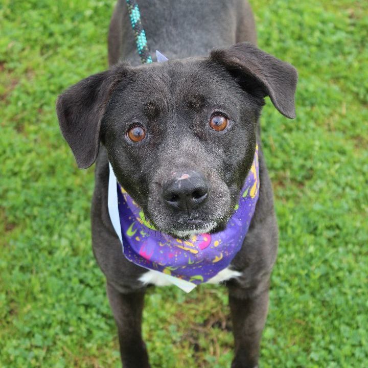 Victoria, an adoptable Mixed Breed in Scott, LA, 70583 | Photo Image 2