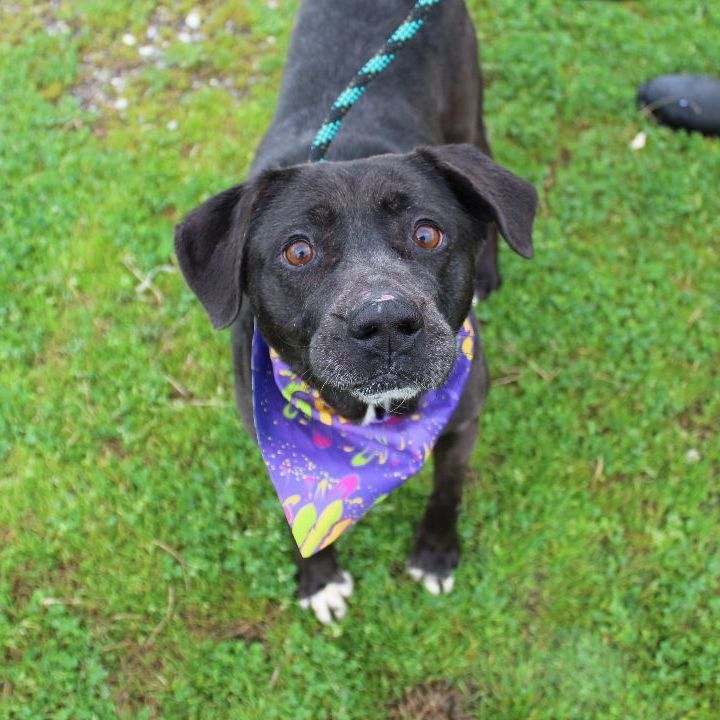 Victoria, an adoptable Mixed Breed in Scott, LA, 70583 | Photo Image 3