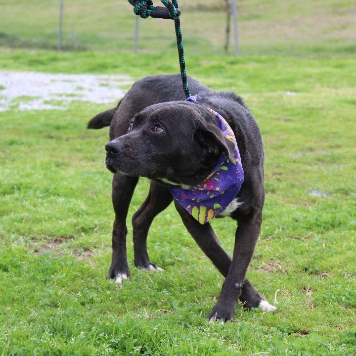 Victoria, an adoptable Mixed Breed in Scott, LA, 70583 | Photo Image 4