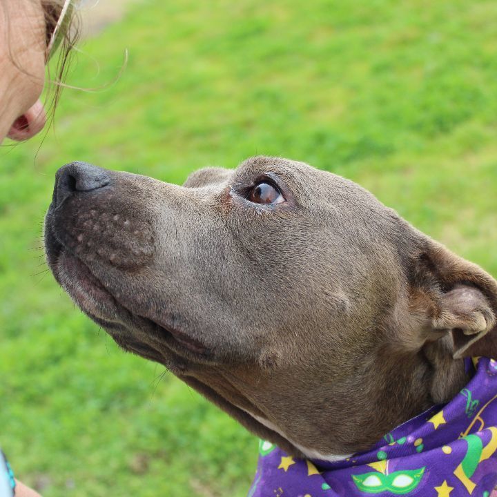 Mary, an adoptable Mixed Breed in Scott, LA, 70583 | Photo Image 2