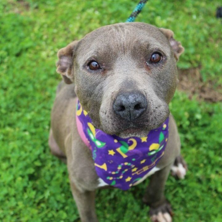 Mary, an adoptable Mixed Breed in Scott, LA, 70583 | Photo Image 3