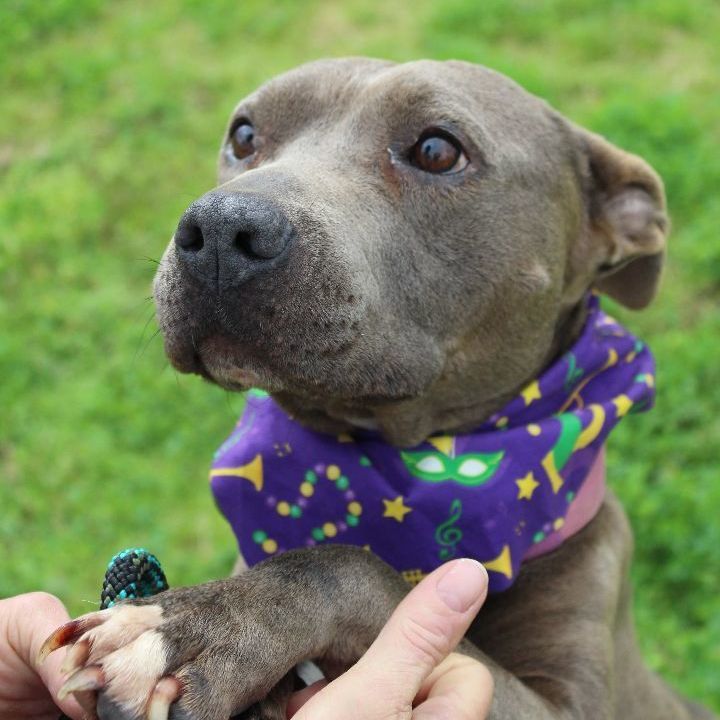 Mary, an adoptable Mixed Breed in Scott, LA, 70583 | Photo Image 4