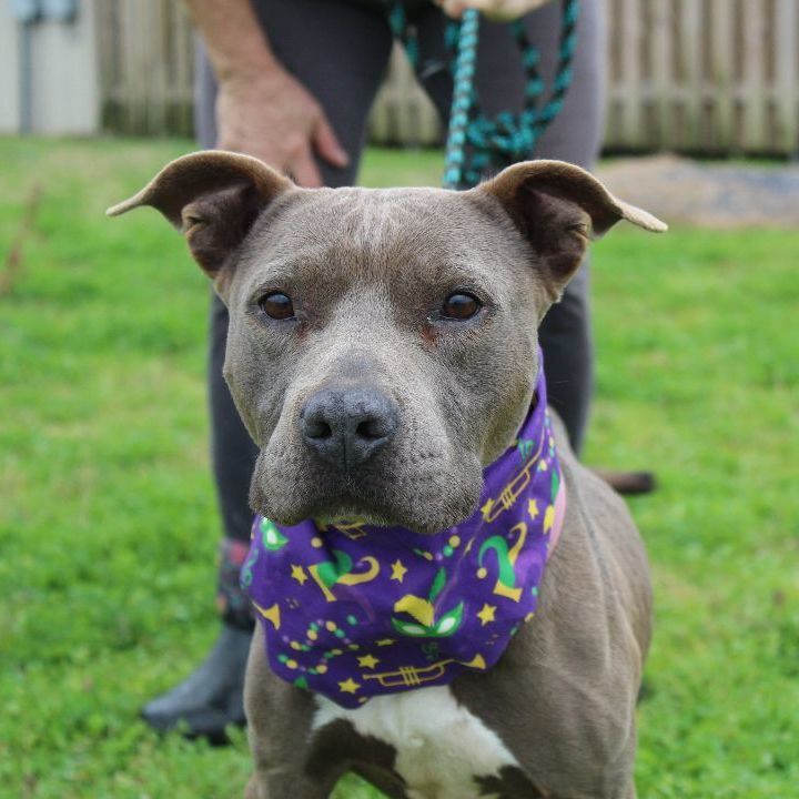 Mary, an adoptable Mixed Breed in Scott, LA, 70583 | Photo Image 5