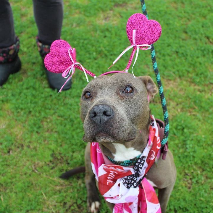 Mary, an adoptable Mixed Breed in Scott, LA, 70583 | Photo Image 1