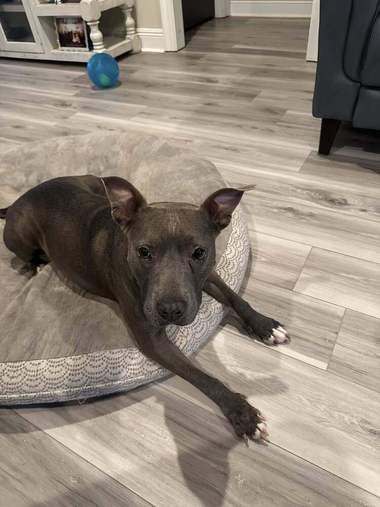 Mary, an adoptable Mixed Breed in Scott, LA, 70583 | Photo Image 6